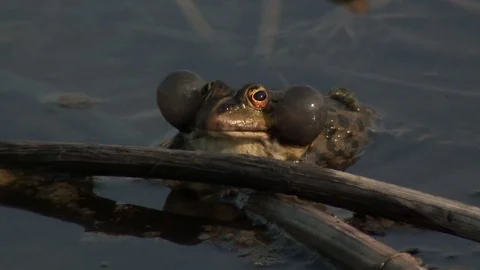 Edible frog In a pond Vidéo 72813811