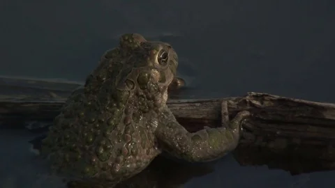 Edible frog In a pond Stock Footage 73319285