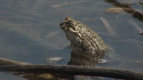 Edible frog In a pond Stock Footage 73319286