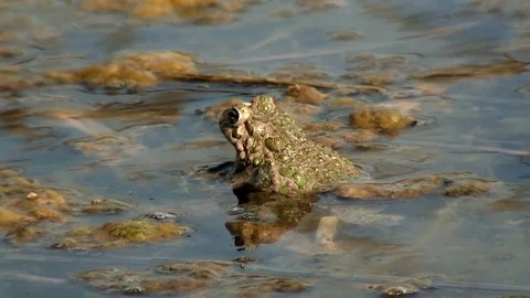 Edible frog In a pond Stock Footage 73319309