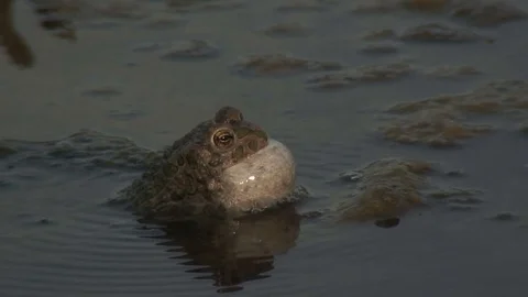 Edible frog In a pond 動画素材 73319338