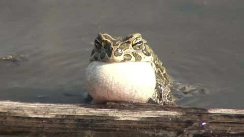 Edible frog In a pond Stock Footage 73319374