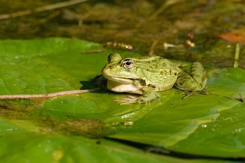 Edible Frog in the pond Stock Photos