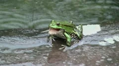 Edible frog (Rana esculenta) Stock Footage