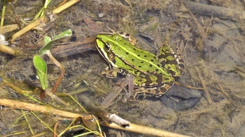 Edible frog slow moving Stock Footage 122595748