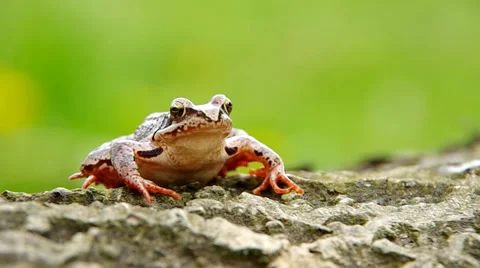 Edible Frog in spring Stock Footage 37535524
