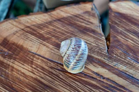 Edible Maxima Snail Shell with Striped Texture on Polished Serving Timber Fotos de archivo