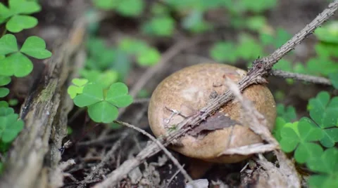 Edible Mushroom Stock Footage 52366477