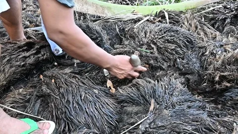 Edible mushroom Stock Footage 205538053