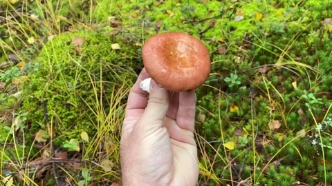 Edible mushroom in the hand. Stock Footage 226083953