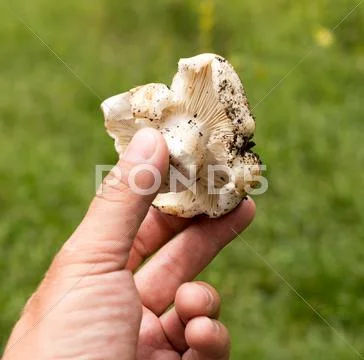 Edible Mushroom In Hand On Nature