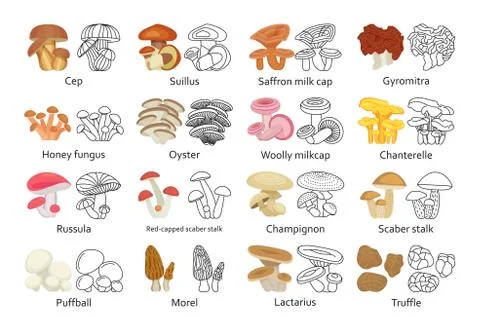 Edible mushroom set. Flat and line icons. Vector illustration. Stock Illustration