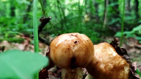 Edible mushrooms close-up, and falling autumn leaves on the background Stock Footage 250950601