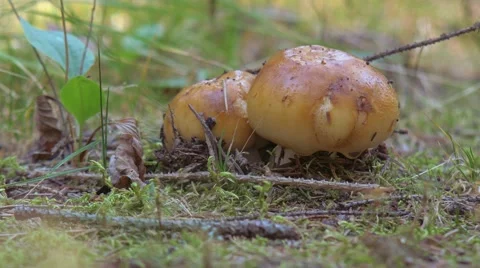 Edible mushrooms a close up. 스톡 동영상 66587964