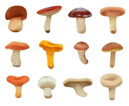Edible mushrooms. Drawn Mushroom Tutorial Stock Illustration