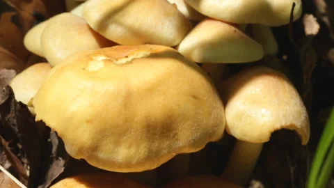 Edible mushrooms in the forest Video stock 145468752