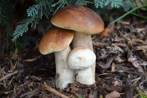 Edible mushrooms  Foto stock