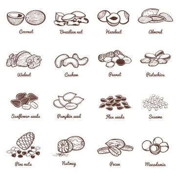 Edible nuts and seeds vector icons. Protein healthy food set Illustrazione stock