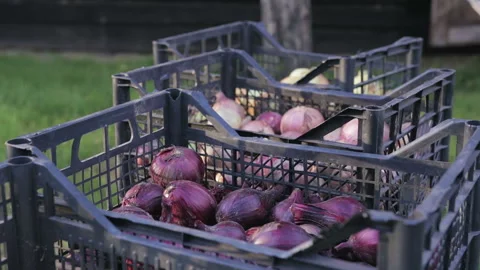 Edible onion is in a plastic crates, the onion harvest Vídeo Stock 93813982
