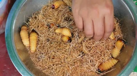 Edible palm weevil larvae (Rhynchophorus phoenicis) Stock Footage