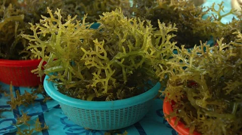 Edible Seaweed at a Public Market on Borneo. Video 4k Stockbeeldmateriaal 59795500