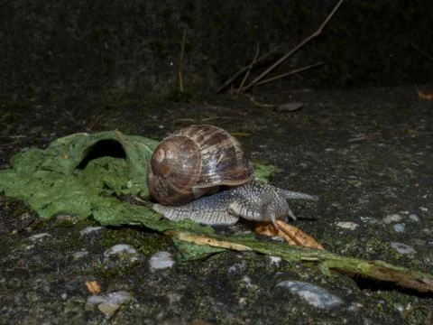 Edible snail on leaf Stock Photos