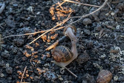 Edible Snail Pair on Soil Background for Heliciculture Business Fotos Stock