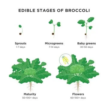 Edible stages of Broccoli infographic elements in flat design. Broccoli plant Stockillustratie