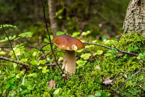 Edible white mushroom sprouted through fallen branches and leaves in the forest. Stock Photos