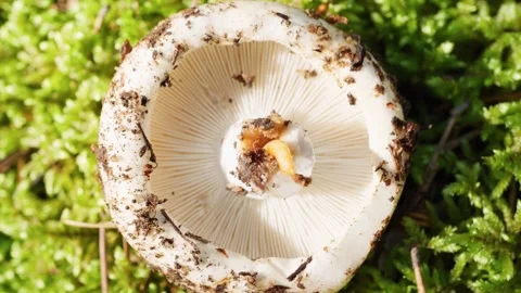 Edible white mushroom. The worm eats a fresh small mushroom. Stock Footage 249792332