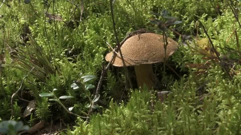 Edible wild boletus mushroom growth in pine forest. close up Stock Footage 282917455