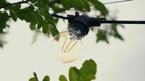 Edison bulb string lights hanging from tree branches Stock Photos