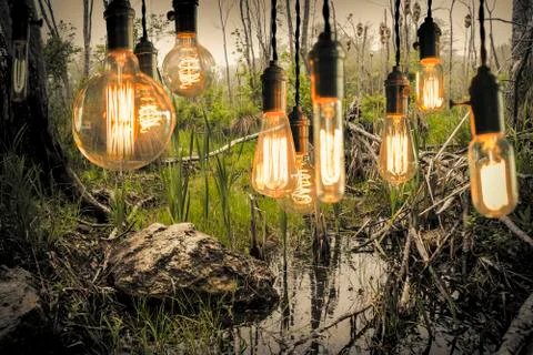 Edison Lightbulbs Stock Photos