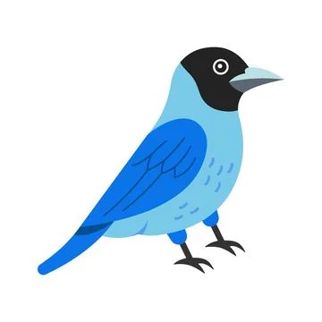 An editable flat vector of a beautiful burchell starling bird. Stock Illustration