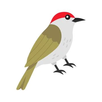 An editable flat vector of common tailorbird bird asset. Stock Illustration