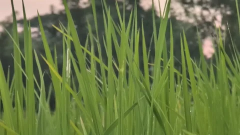 Editable Stock Grass Video Stock Footage 283754217