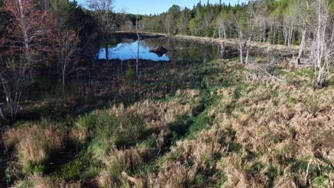 Edited Marsh toward beaver flow 5-22-26 Stock Footage 335964946