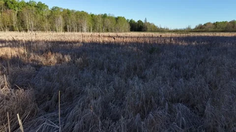 Edited Marsh toward road 5-22-26 Stock-Footage 335597961