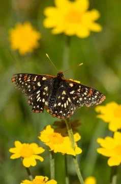Edith's Checkerspot Stock Photos