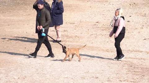 Edito - Couple Walks Their Young Dog on the Beach Of Trouville Sur Mer Stock Footage 200413446