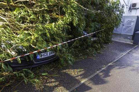 Editorial, Aftermath of Storm  Eunice a large tree has fallen crushing two ca Stock Photos