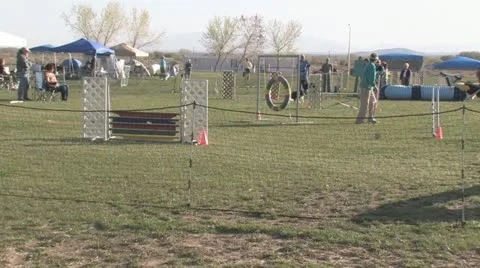 Editorial: Border Collie Competing in Agility Trials Stock Footage 10879704