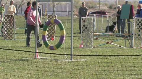Editorial: Border Collie Jumping Through Hoop in Agility Trials Stock Footage 10878885
