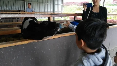 Editorial: Cattle dairy farm Stock Footage 120713346