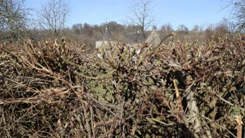 Editorial:  Close-up of a dry bush with a slow shot of the Genhoes castle Stock Footage 149269948