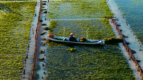 Editorial Drone Flight Over Seaweed Farms in Nusa Lembongan 4K Vidéo 335143378