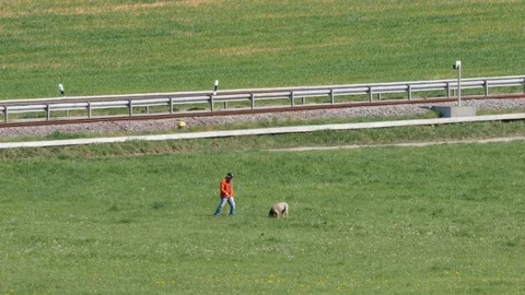 Editorial: elderly man playing with his beautiful dog, meadow near bicycle track Stock Footage 128508734