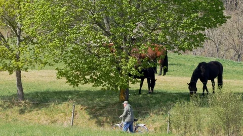 Editorial: elderly man pushing his bicycle, horses grazing under tree in spring Stock Footage 128504353