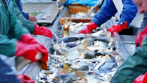 Editorial Footage: Carp - Classification... | Stock Video | Pond5