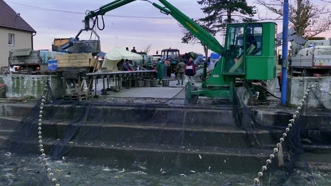 Editorial Footage: Carp - Classification of River Fish Stock Footage 99641323